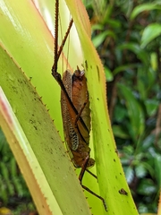 Ischnomela pulchripennis