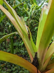 Ischnomela pulchripennis