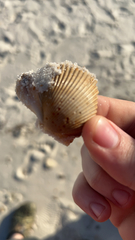 Dinocardium robustum