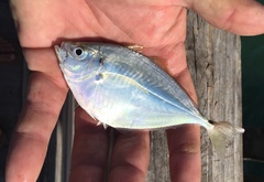 Chloroscombrus chrysurus