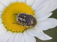 Oxythyrea funesta