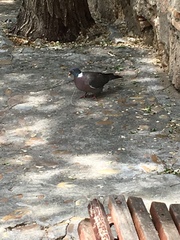 Columba palumbus
