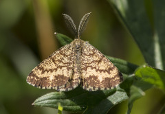 Ematurga atomaria