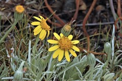 Senecio argyreus