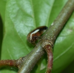 Ophiderma flavicephala