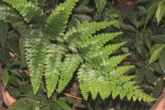 Microlepia krameri