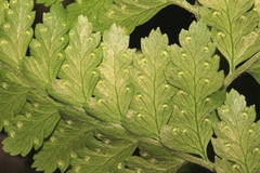 Microlepia krameri