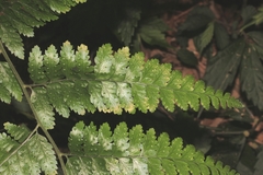Microlepia krameri