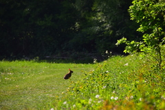 Oryctolagus cuniculus