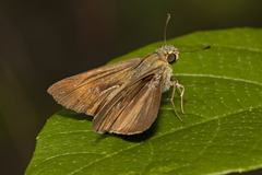 Pelopidas lyelli