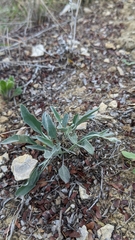 Physaria thamnophila