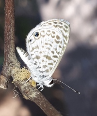 Leptotes cassius cassidula