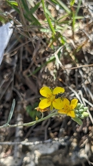 Physaria thamnophila