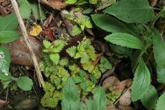 Nanocnide japonica