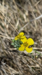 Physaria thamnophila