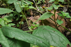 Nanocnide japonica