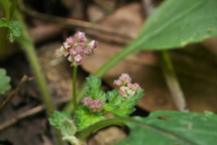 Nanocnide japonica