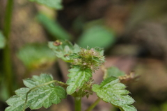 Nanocnide japonica
