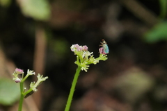 Nanocnide japonica