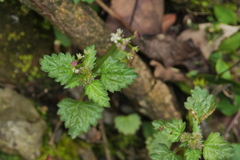 Nanocnide japonica