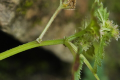 Nanocnide japonica