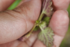 Nanocnide japonica