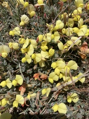 Acmispon neomexicanus