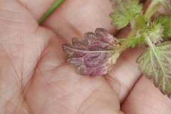 Nanocnide japonica