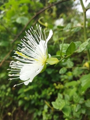 Capparis grandiflora