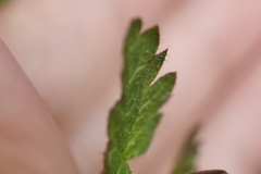 Nanocnide japonica