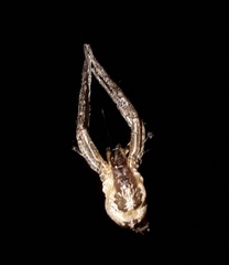 Megalostrata