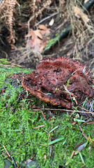 Brachytheciastrum velutinum