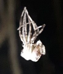 Megalostrata