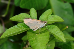 Cyclosma altama