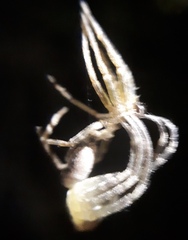 Megalostrata