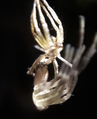 Megalostrata
