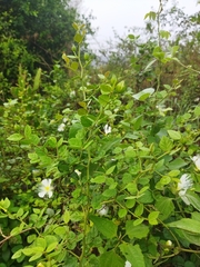 Capparis grandiflora