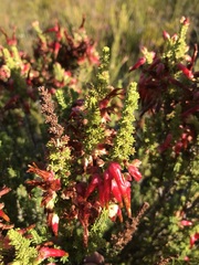 Erica monadelphia