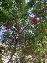 Erythrina corallodendron