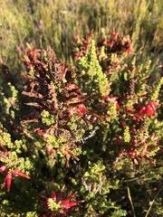 Erica monadelphia