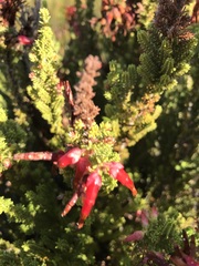Erica monadelphia