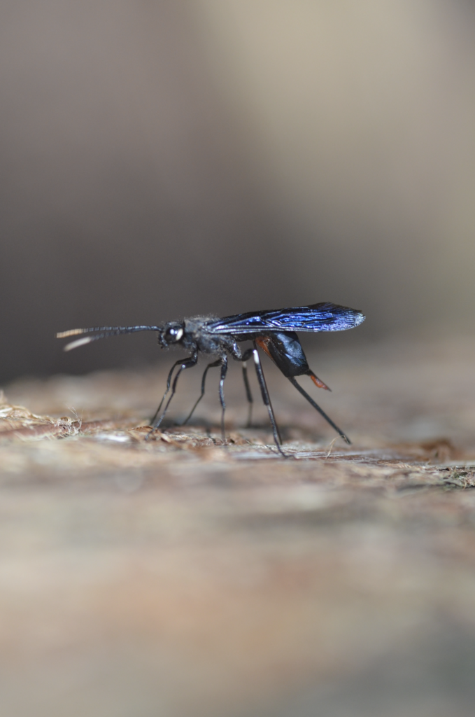 Urocerus taxodii
