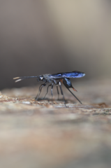 Urocerus taxodii