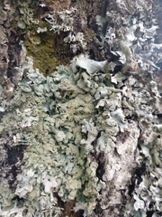 Hypogymnia farinacea