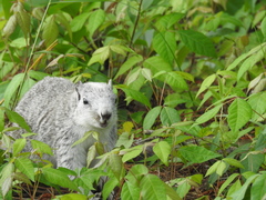 Sciurus niger cinereus