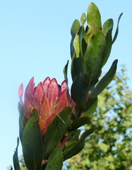 Protea compacta × susannae