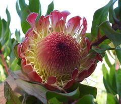 Protea compacta × susannae