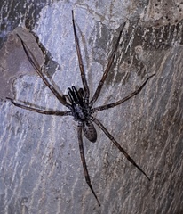Megalostrata