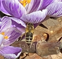 Apis mellifera