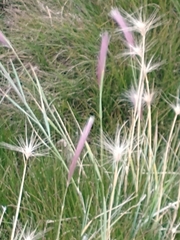 Hordeum